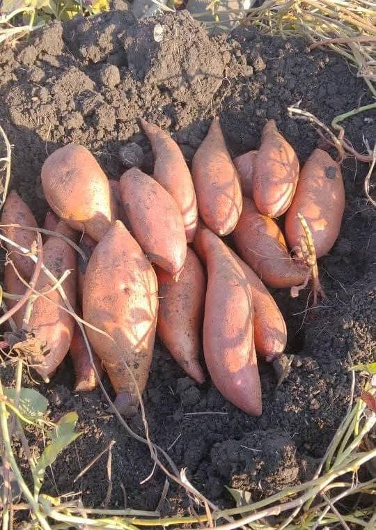 Sweet Potatoes